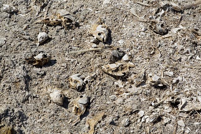 Salton Sea Dead Fish